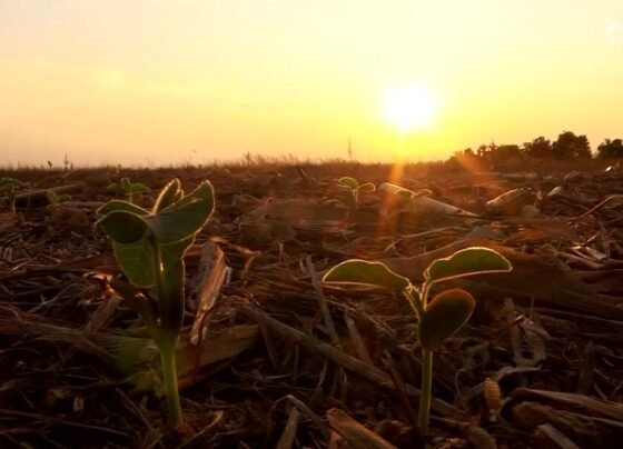 Soja calor paranatinga foto pedro silvestre canal rural mato grosso 1