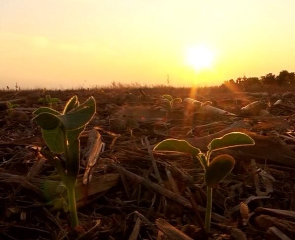 Soja calor paranatinga foto pedro silvestre canal rural mato grosso 1