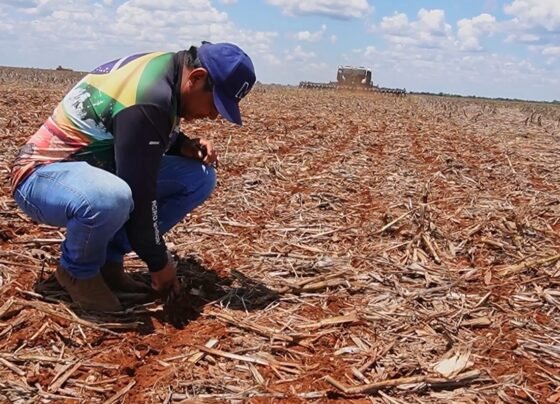 Soja agricultura indígena Coopihanama foto Pedro Silvestre Canal Rural Mato Grosso1