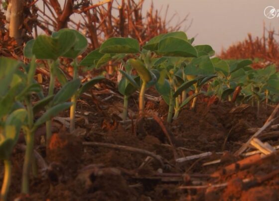 plantio soja broto foto pedro silvestre canal rural patrulheiro agro 210