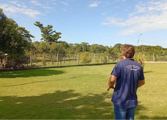 Indea-MT gripe aviária