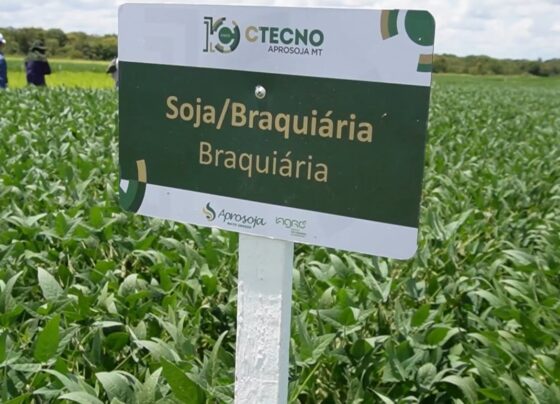 soja solo arenoso foto pedro silvestre canal rural mato grosso 1