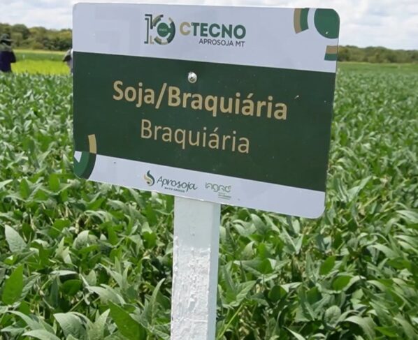 soja solo arenoso foto pedro silvestre canal rural mato grosso 1