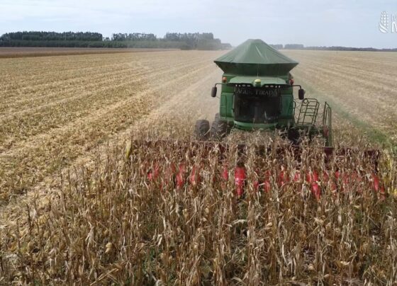 Diálogos no Campo mais milho Maracaju foto israel baumann canal rural mato grosso