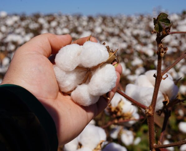 algodão pluma caroço foto israel baumann canal rural mato grosso