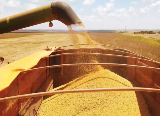 Patrulheiro Agro colheita soja foto pedro silvestre canal rural Mato grosso