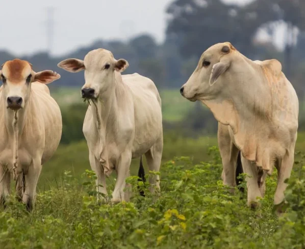 boi gado abate foto sistema famato