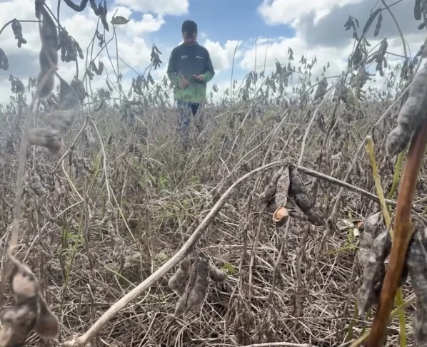 soja planalto da serra foto pedro silvestre canal rural mato grosso