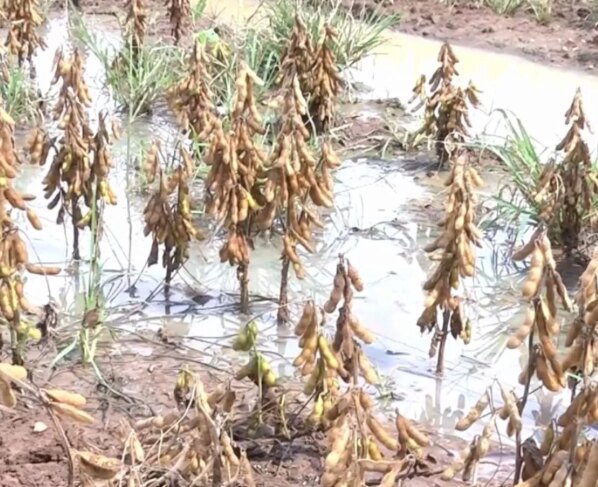 Soja solo encharcado excesso de chuvas foto israel baumann canal rural mato grosso