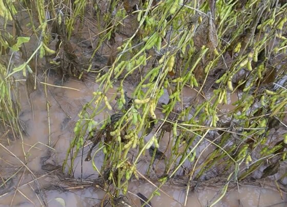 Soja paranatinga excesso de chuvas foto pedro silvestre canal rural mato grosso3