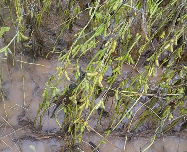 Soja paranatinga excesso de chuvas foto pedro silvestre canal rural mato grosso3