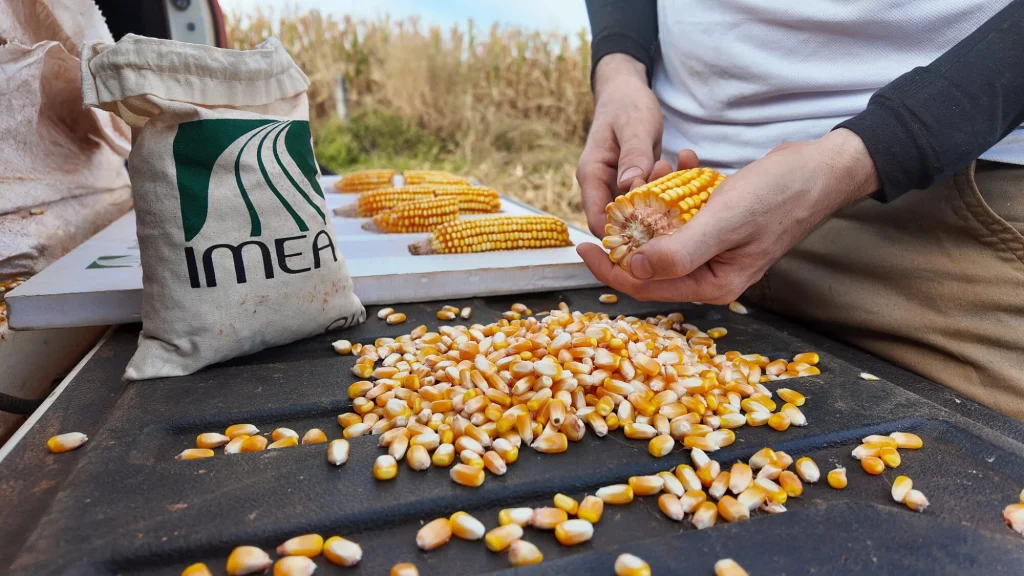 Milho Imea