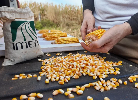 Milho Imea