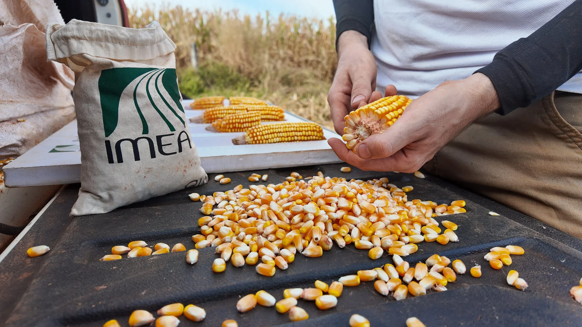 Milho Imea
