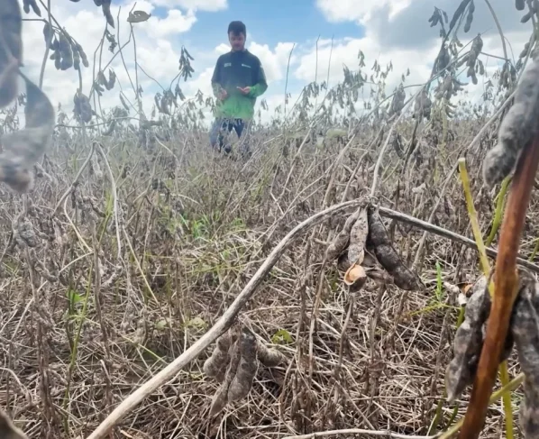 soja chuva planalto da serra patrulheiro agro foto pedro silvestre canal rural mato grosso3