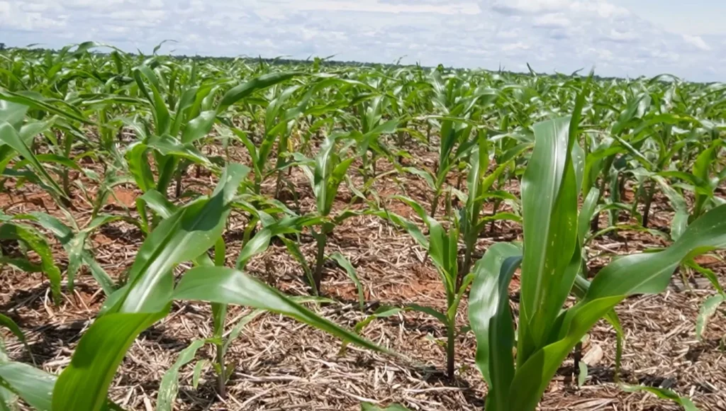 milho juína foto pedro silvestre canal rural mato grosso