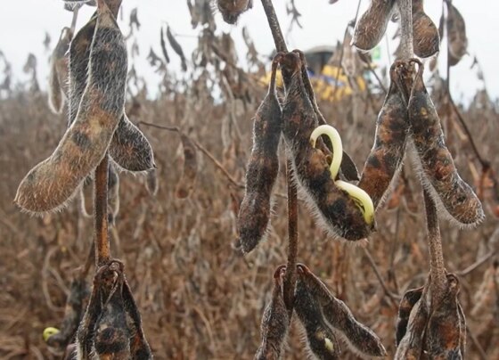 Soja paranatinga excesso de chuvas foto pedro silvestre canal rural mato grosso2