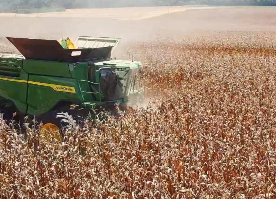 colheita milho foto israel baumann canal rural mato grosso 1