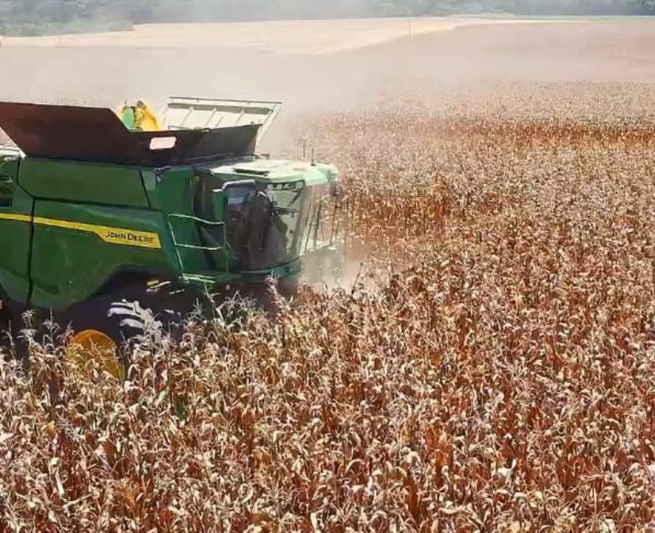 colheita milho foto israel baumann canal rural mato grosso 1