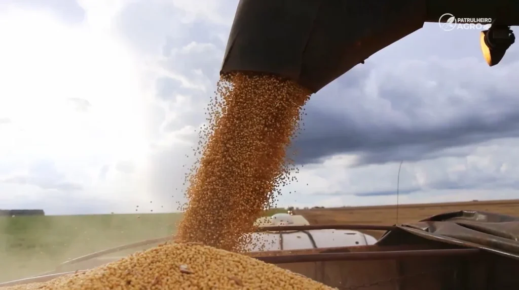 soja grão foto pedro silvestre canal rural mato grosso