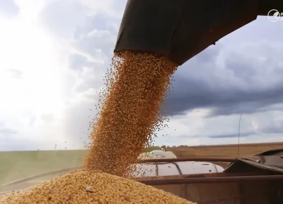 soja grão foto pedro silvestre canal rural mato grosso