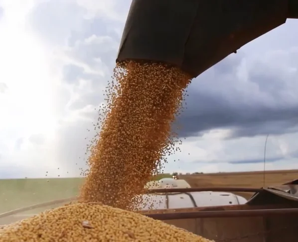 soja grão foto pedro silvestre canal rural mato grosso