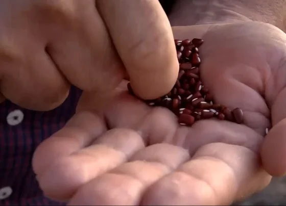 feijão foto canal rural mato grosso