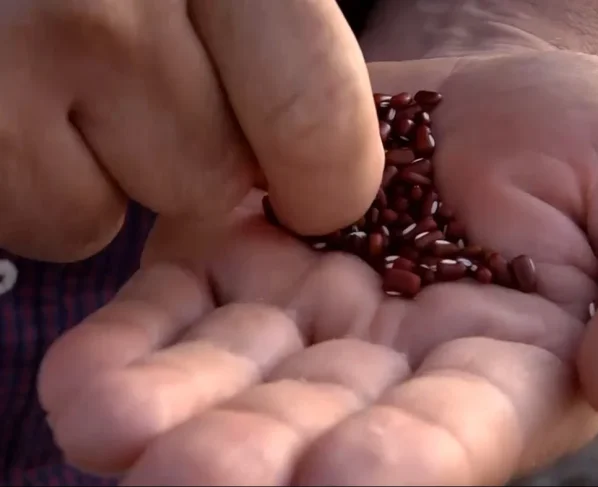 feijão foto canal rural mato grosso