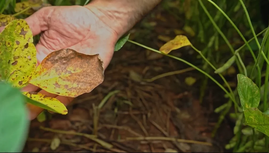 Manejo precoce e sanidade do baixeiro são decisivos para manter produtividade em MT foto Canal Rural Mato Grosso