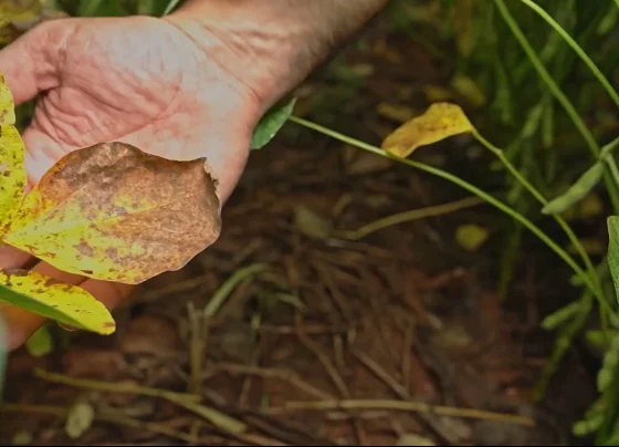 Manejo precoce e sanidade do baixeiro são decisivos para manter produtividade em MT foto Canal Rural Mato Grosso