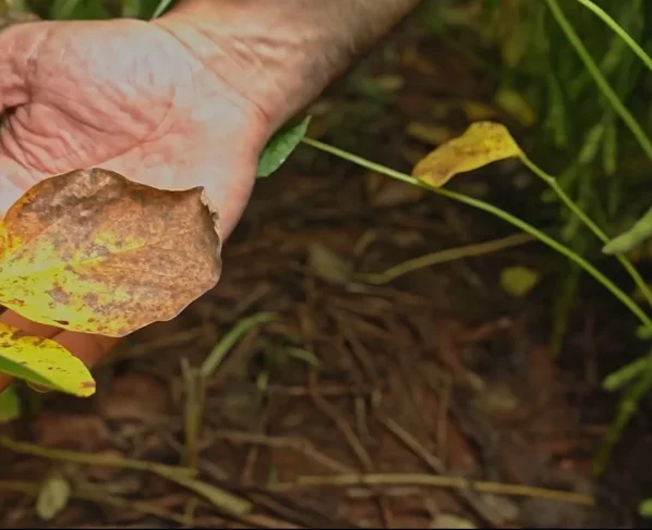 Manejo precoce e sanidade do baixeiro são decisivos para manter produtividade em MT foto Canal Rural Mato Grosso