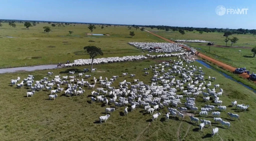 gado bovinos abates boi rebanho foto canal rural mato grosso