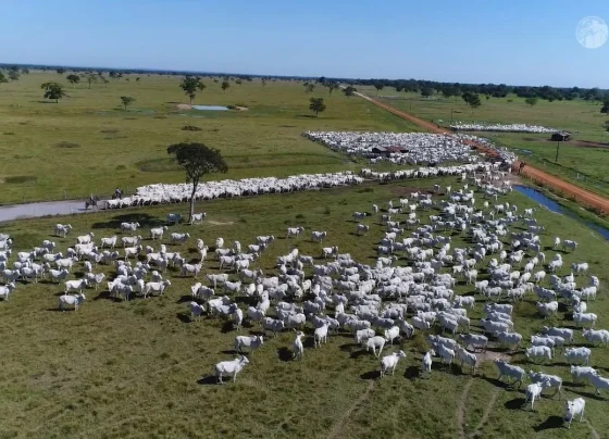 gado bovinos abates boi rebanho foto canal rural mato grosso