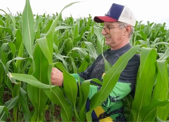 Milho médio-norte foto pedro silvestre canal rural mato grosso