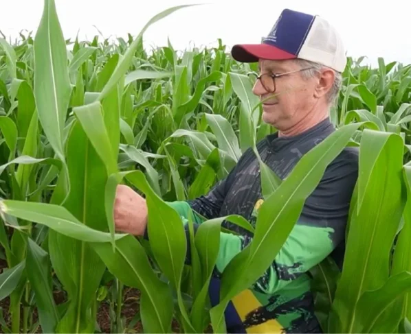 Milho médio-norte foto pedro silvestre canal rural mato grosso
