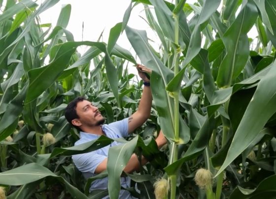 pulgão minas gerais mais milho foto israel baumann canal rural mato grosso