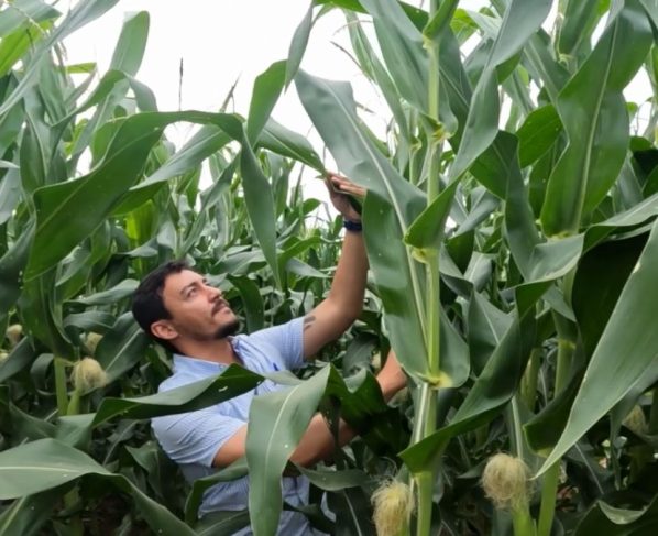 pulgão minas gerais mais milho foto israel baumann canal rural mato grosso