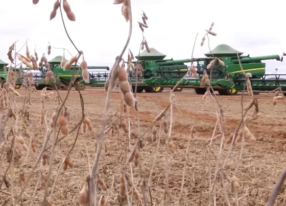 soja colheita foto pedro silvestre canal rural mato grosso