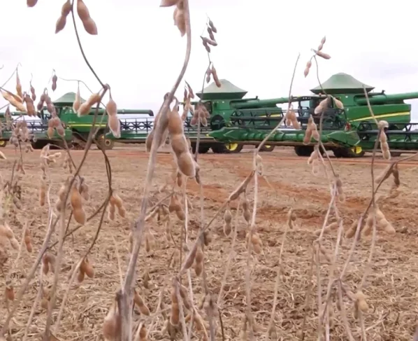 soja colheita foto pedro silvestre canal rural mato grosso